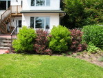In 2003, I planted 6 shrubs, 3 Viburnum; 3 Weigelia