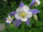 aquilegia.jpg