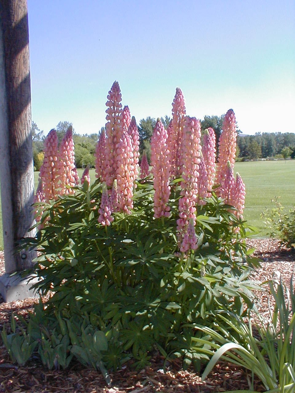 Yakima-lupin.JPG